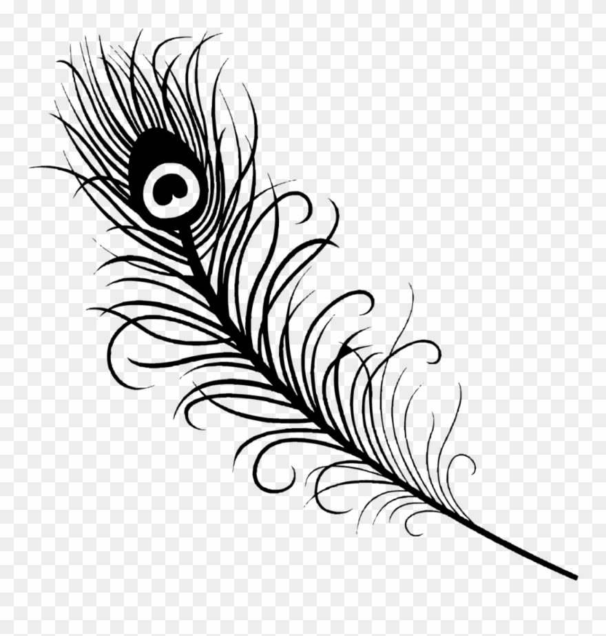 Peacock Feather Line Drawing At Explore Collection