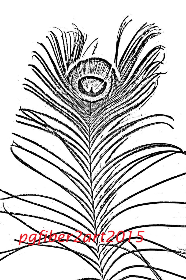 Peacock Feather Line Drawing At Explore Collection