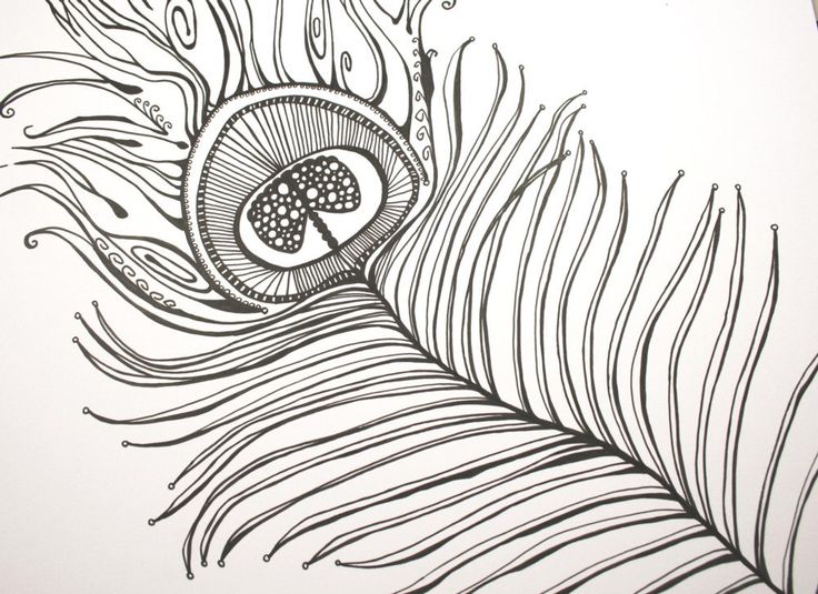 Peacock Feather Line Drawing At Explore Collection