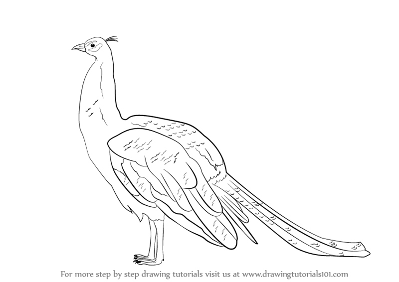 800x566 drawing a peacock deve drawing - Peacock Line Drawing