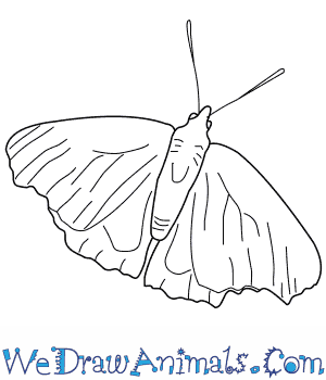 300x350 How To Draw A Peacock Butterfly - Peacock Line Drawing