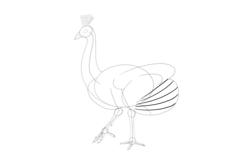 850x550 How To Draw A Peacock - Peacock Line Drawing