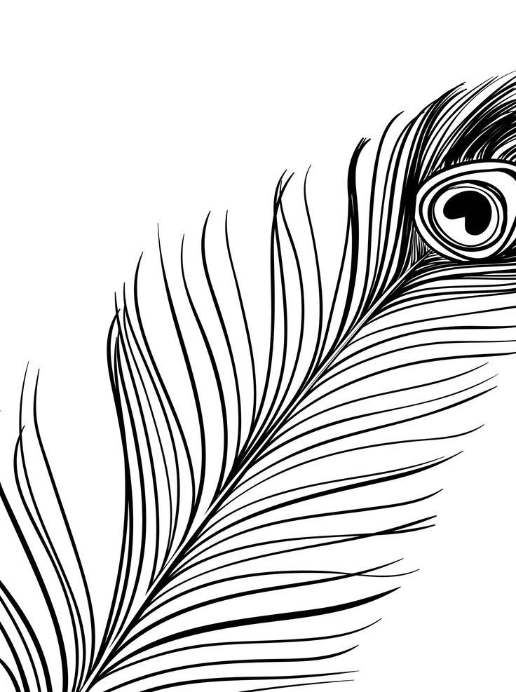736x987 image result for peacock line drawing peacock desks feather - Peacock Line Drawing