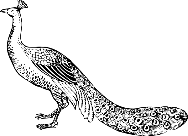 600x432 Peacock Clip Art - Peacock Line Drawing