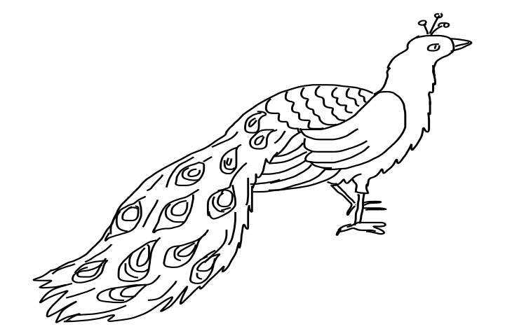 720x480 Peacock Line Drawing Best Cars - Peacock Line Drawing