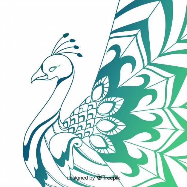 626x626 Peacock Vectors, Photos And Free Download - Peacock Line Drawing