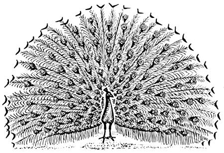 Peacock Line Drawing at PaintingValley.com | Explore collection of ...