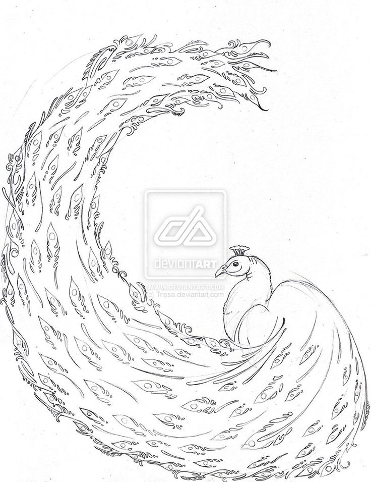 Peacock Line Drawing at PaintingValley.com | Explore collection of ...