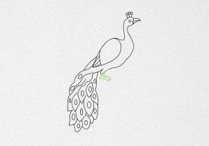 300x210 easy peacock pencil drawing how to draw a peacock stepstep easy - Peacock Pencil Drawing