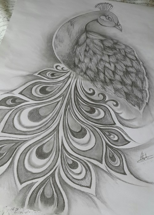500x694 my sketch of this majestic bird, the peacock on we heart it - Peacock Pencil Drawing