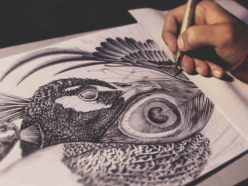 800x600 Peacock - Peacock Pencil Drawing