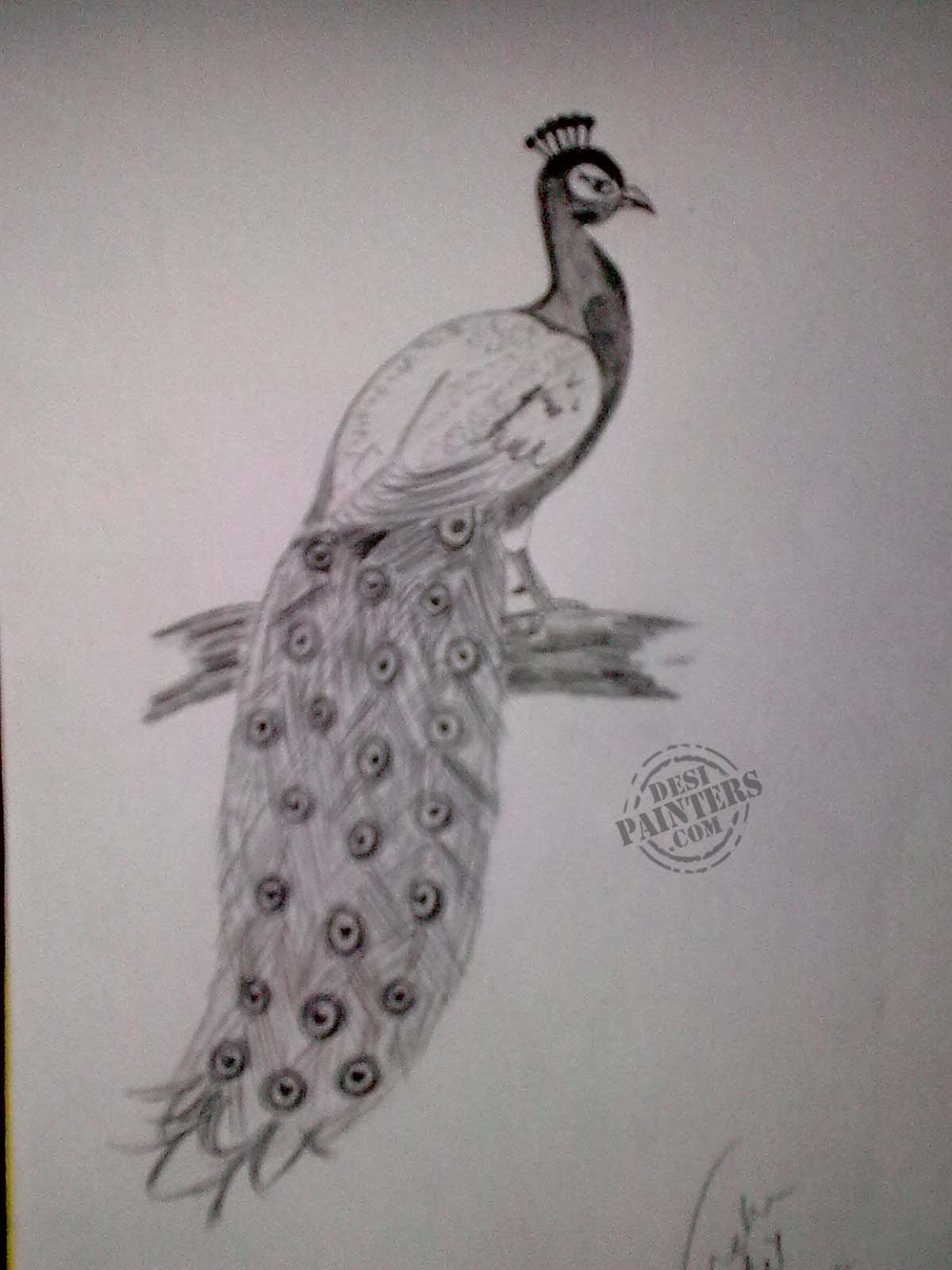 1200x1600 Peacock Pencil Drawing - Peacock Pencil Drawing