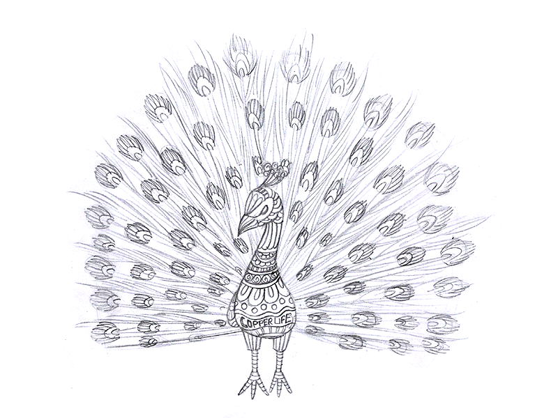 800x600 Peacock Sketch - Peacock Pencil Drawing