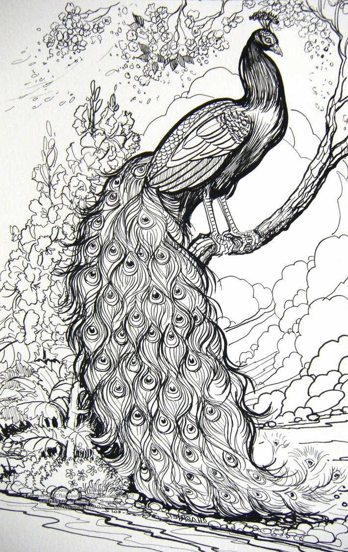 710x1126 Peacock Sketch With Pencil Lovely Drawing Art Pencil Sketch - Peacock Pencil Drawing