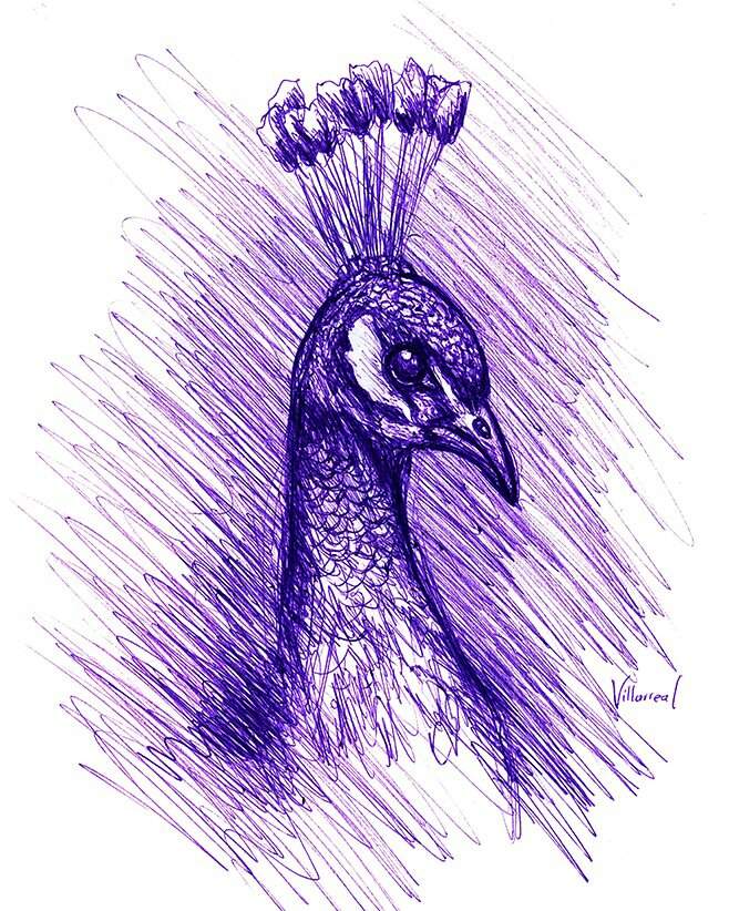 Peacock Pencil Drawing At Explore Collection Of Peacock Pencil Drawing