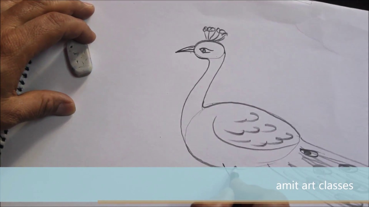 1280x720 Birds Peacock Easy Color Pencils Sketches - Peacock Pencil Drawing