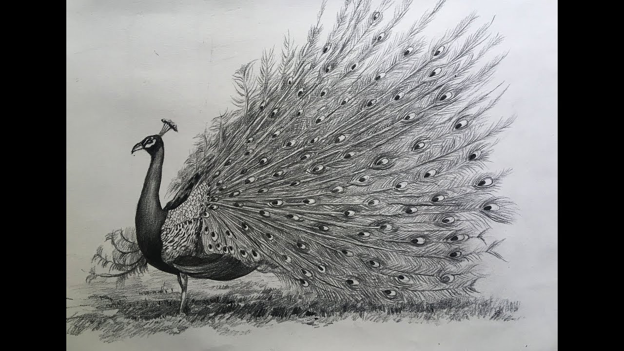 Peacock Pencil Drawing at PaintingValley.com | Explore collection of ...