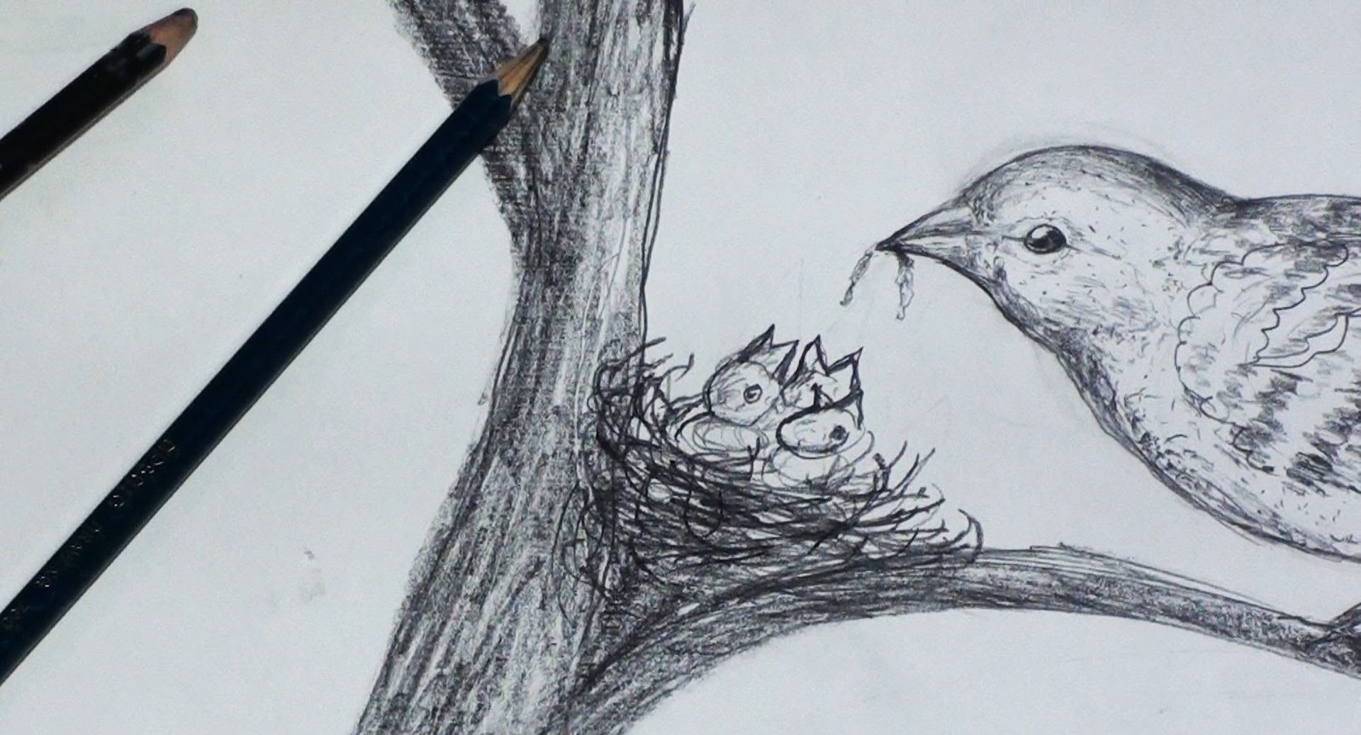 1920x1037 Easy Drawing Of Peacock Step - Peacock Pencil Drawing