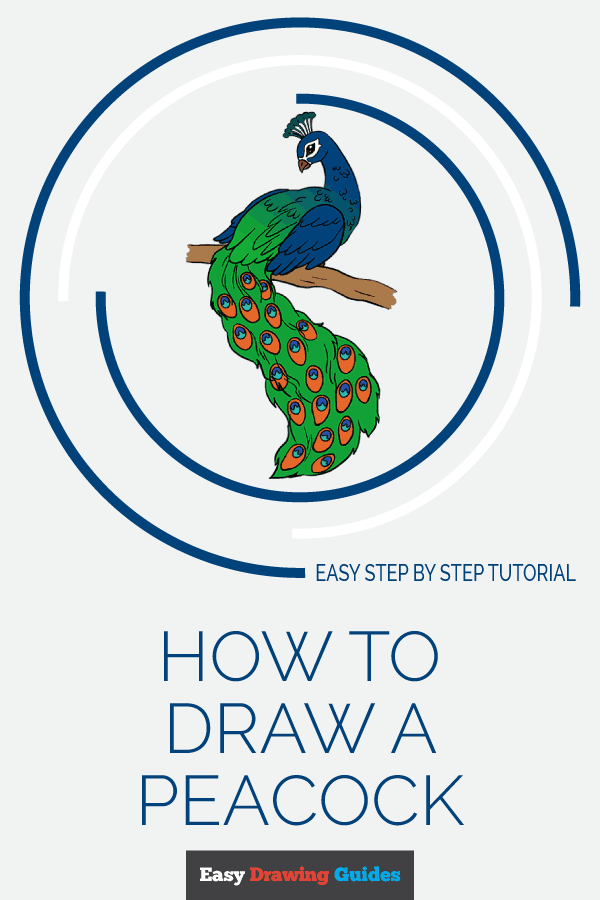 600x900 How To Draw A Peacock In A Few Easy Steps Easy Drawing Guides - Peacock Pictures For Drawing