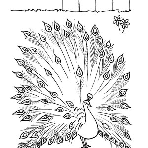 300x300 How To Draw A Beautiful Peacock Step - Peacock Sketch Drawing