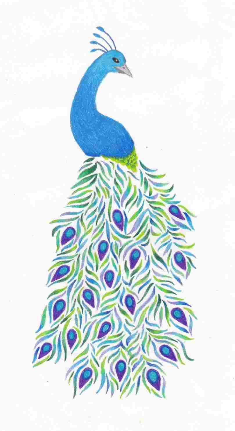 809x1484 Peacock Drawing Sketch - Peacock Sketch Drawing