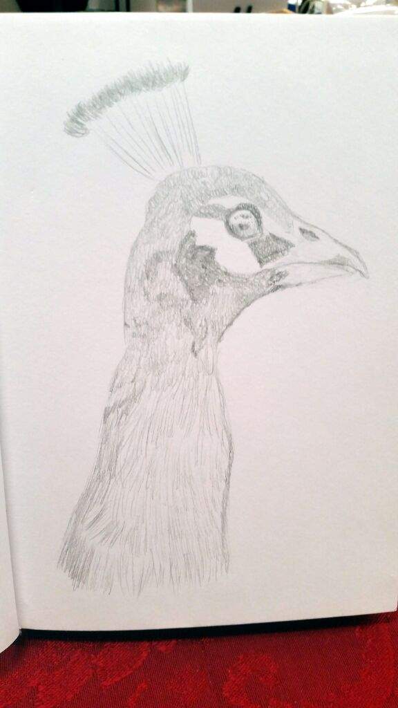 576x1024 Peacock Sketch Art Amino - Peacock Sketch Drawing