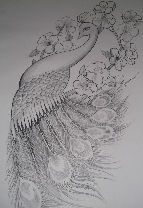 500x729 Peacock Sketch Uploaded - Peacock Sketch Drawing