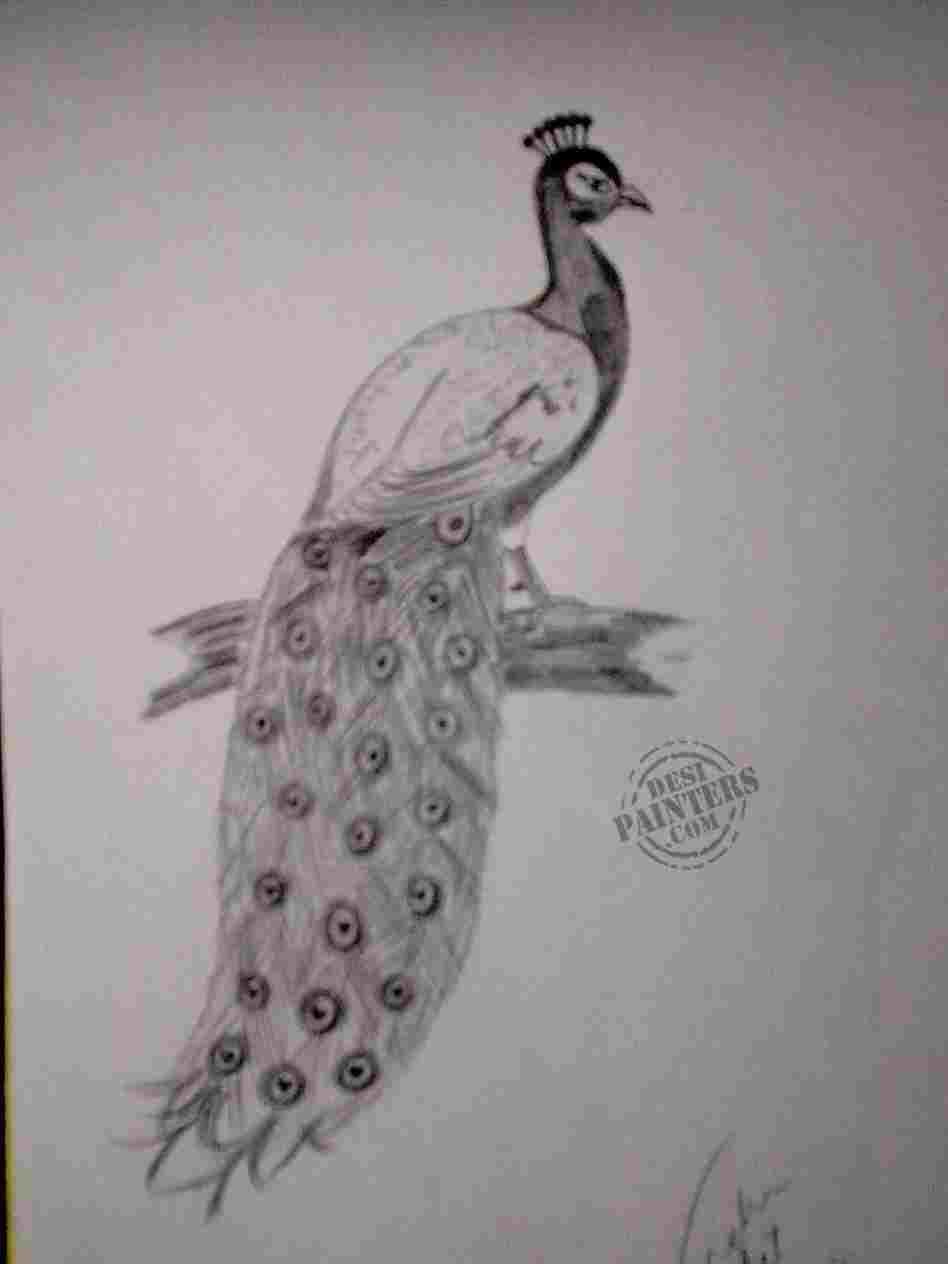 948x1264 dancing drawing of dancing peacock peacock sketch filepeacock - Peacock Sketch Drawing