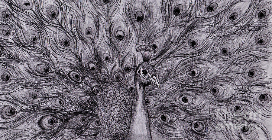900x466 Drawn Peacock Detailed - Peacock Sketch Drawing
