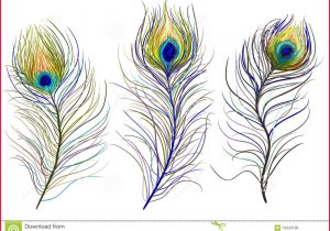 300x210 how to draw a peacock feather peacock pencil drawing how - Peacock Tail Drawing