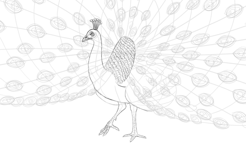 850x515 How To Draw A Peacock - Peacock Tail Drawing