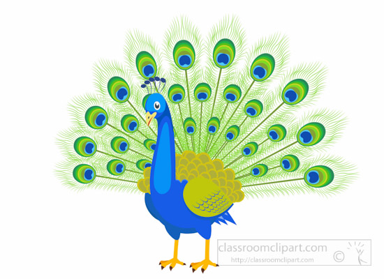 550x400 How To Draw A Cartoon Peacock Feather - Peacock Tail Drawing