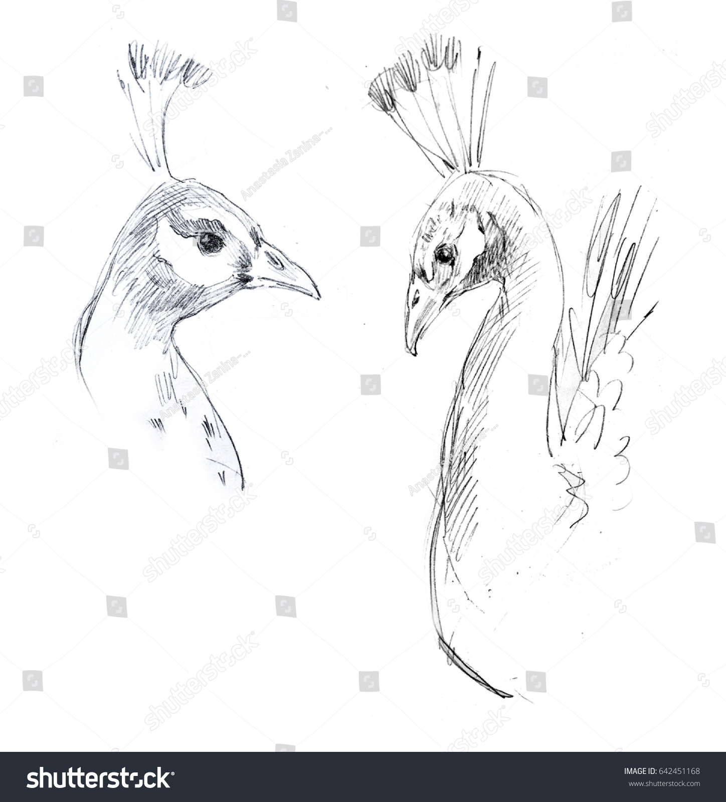 1448x1600 peacock side view drawing with peacock tail drawing peacock - Peacock Tail Drawing