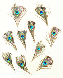 242x300 Peacock Tail Art Fine Art America - Peacock Tail Drawing