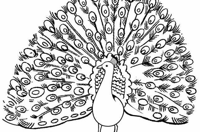 644x425 Peacock Tail Drawing - Peacock Tail Drawing