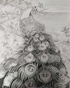 Peacock Tail Drawing at PaintingValley.com | Explore collection of ...