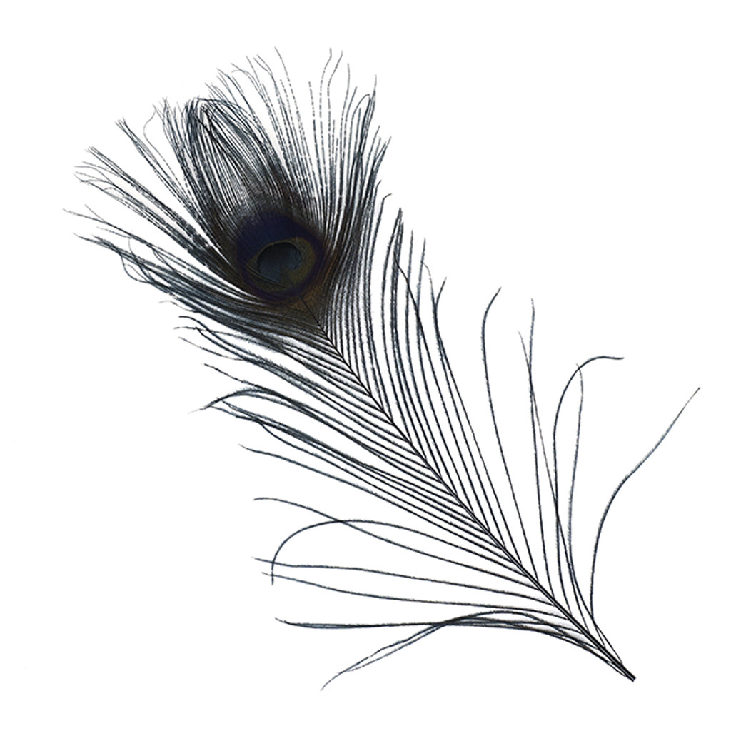 Peacock Tail Drawing at PaintingValley.com | Explore collection of ...