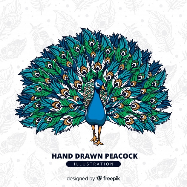 626x626 Peacock Vectors, Photos And Free Download - Peacock Tail Drawing