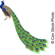 177x179 peacock tail stock illustration images peacock tail - Peacock Tail Drawing