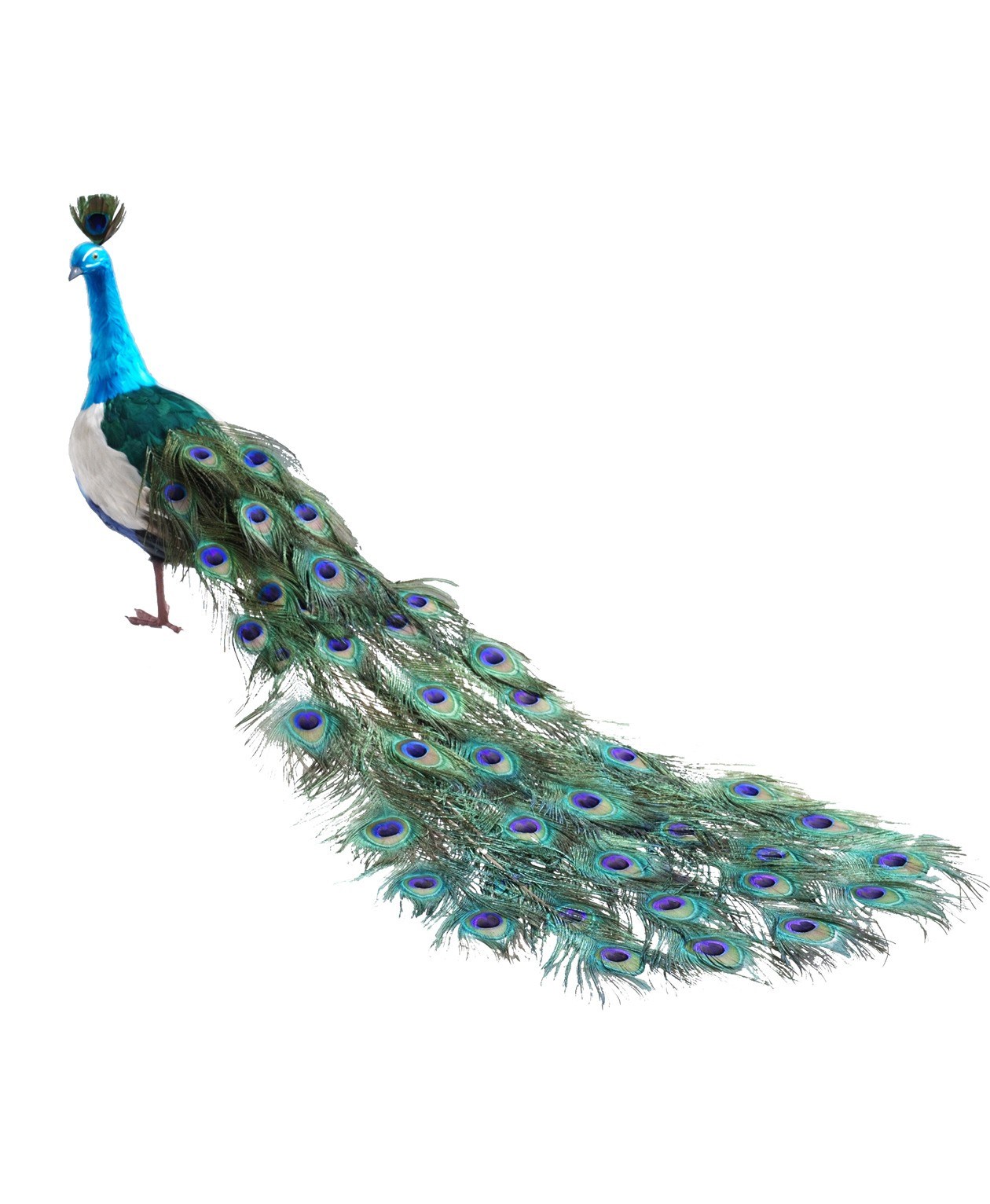 Peacock Tail Drawing at PaintingValley.com | Explore collection of