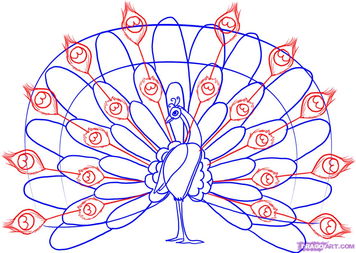 1192x846 Draw A Peacock, Step - Peacock Tail Drawing