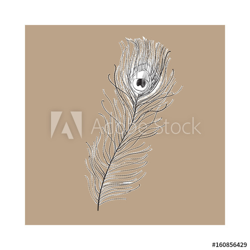 500x500 Hand Drawn Peacock Tail Bird Feather, Sketch Style Vector - Peacock Tail Drawing