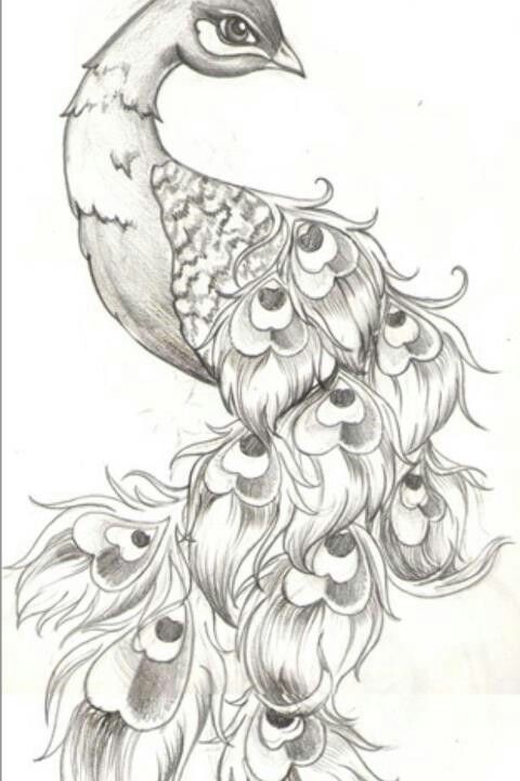 Peacock Tattoo Drawing at PaintingValley.com | Explore collection of ...