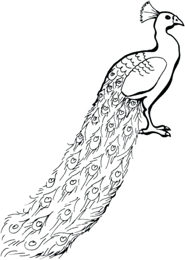 600x842 Drawn Peafowl Line - Peafowl Drawing