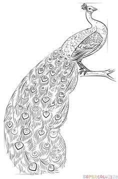 236x359 best peacocks drawingspaintings images in peacock - Peafowl Drawing