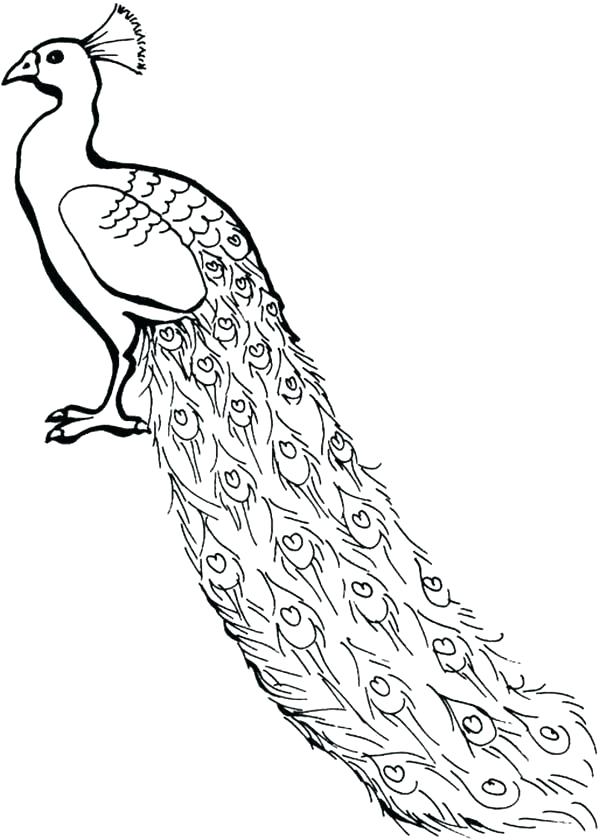 600x840 Peacock Coloring Pages To Print Peacock Coloring Pages To Print - Peafowl Drawing