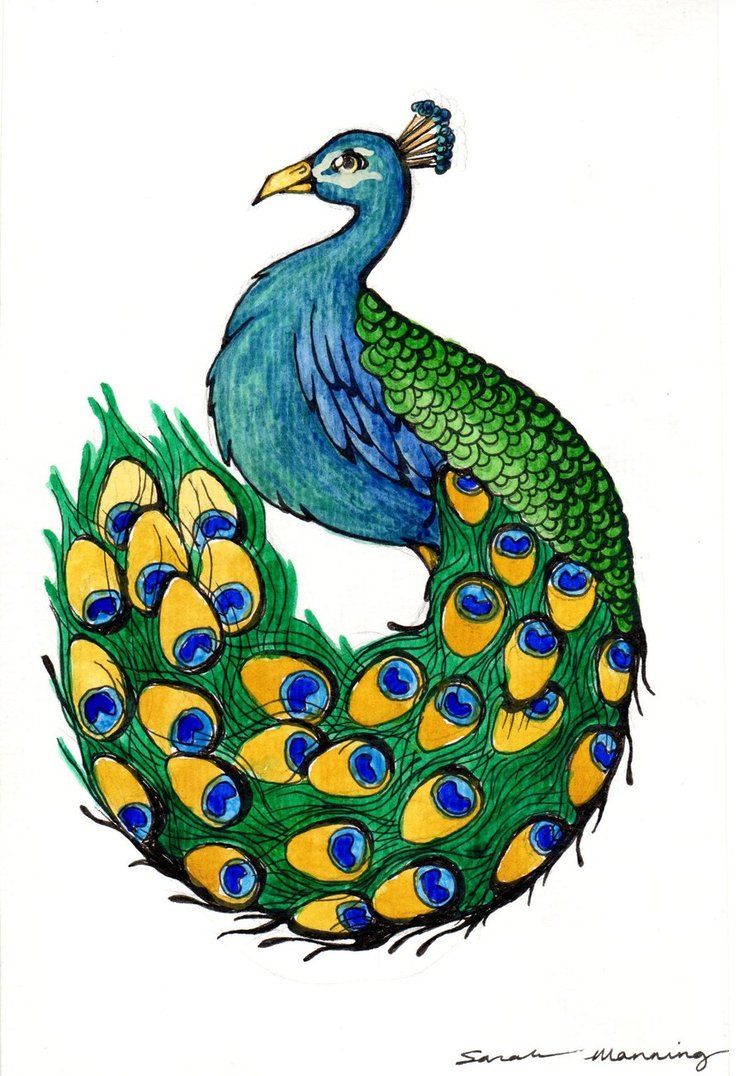 743x1076 Peacock Drawings Peacock - Peafowl Drawing