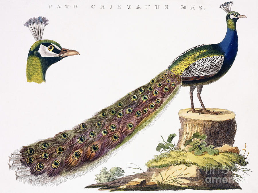 900x674 Peafowl Drawing - Peafowl Drawing