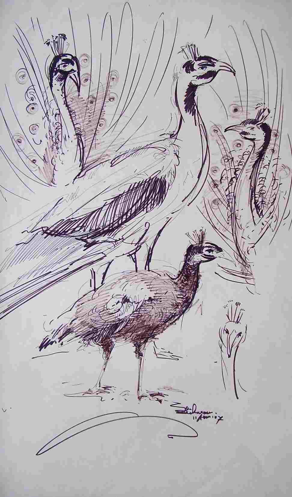 972x1650 pencil drawing in peacocks - Peafowl Drawing