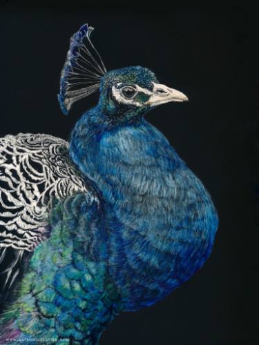 375x500 Winter Peafowl Drawing - Peafowl Drawing